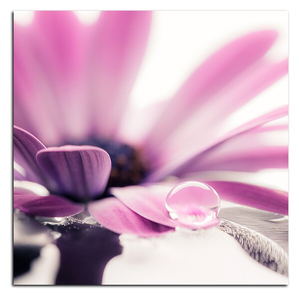 Slika na platnu - Kap rose na laticama cvijeta - kvadrat 380A (50x50 cm)