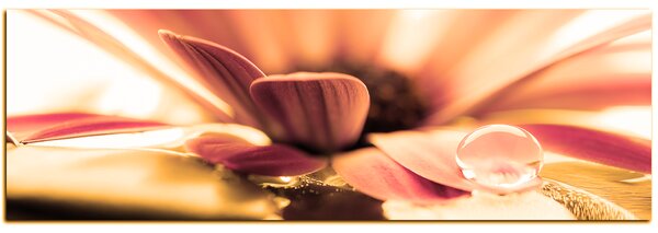 Slika na platnu - Kap rose na laticama cvijeta - panorama 580QA (105x35 cm)