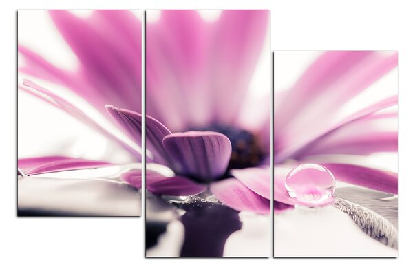 Slika na platnu - Kap rose na laticama cvijeta 180C (90x60 cm)