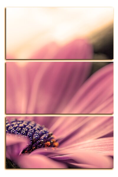 Slika na platnu - Gerbera - pravokutnik 782FB (90x60 cm )