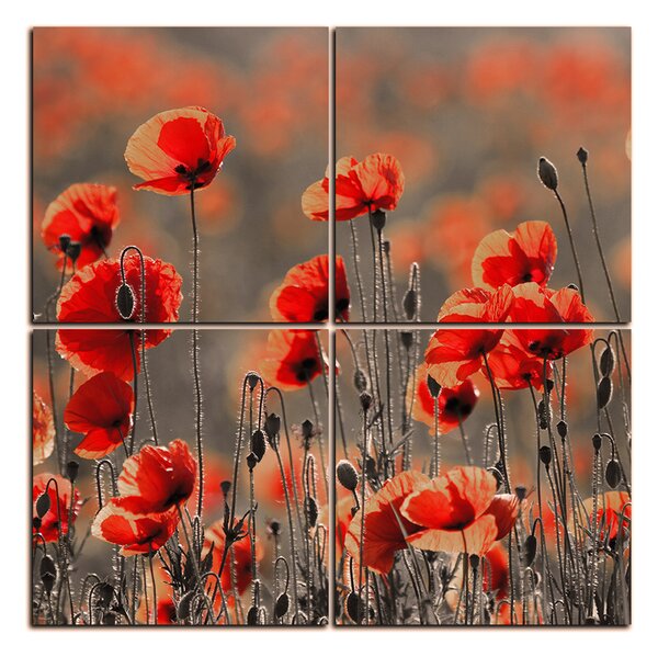 Slika na platnu - Prekrasni divlji makovi - kvadrat 397FD (60x60 cm)