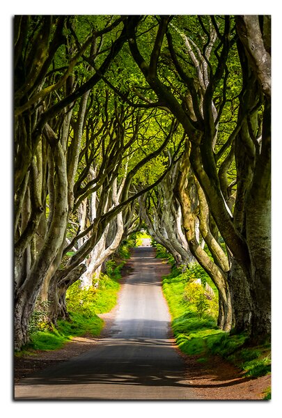 Slika na platnu - Mračne ograde u Irskoj - pravokutnik 7134A (120x80 cm)