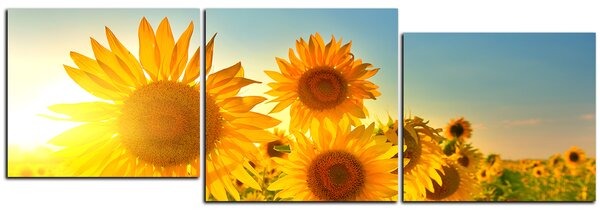 Slika na platnu - Suncokreti ljeti - panorama 5145E (90x30 cm)