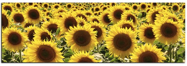 Slika na platnu - Suncokret - panorama 5146A (105x35 cm)