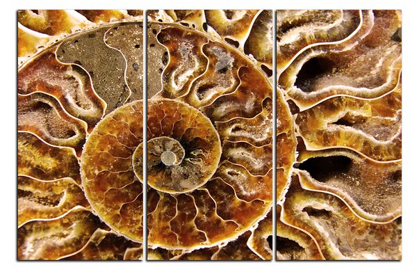 Slika na platnu - Tekstura fosila 1174B (90x60 cm )