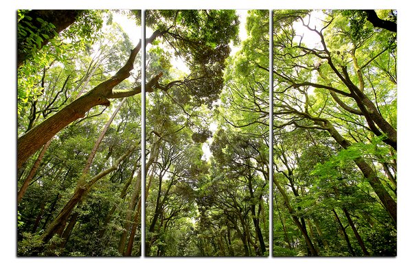 Slika na platnu - Zeleno drveće u šumi 1194B (105x70 cm)