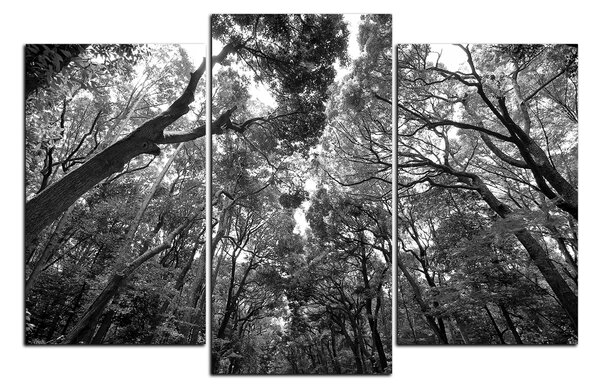 Slika na platnu - Zeleno drveće u šumi 1194QC (105x70 cm)