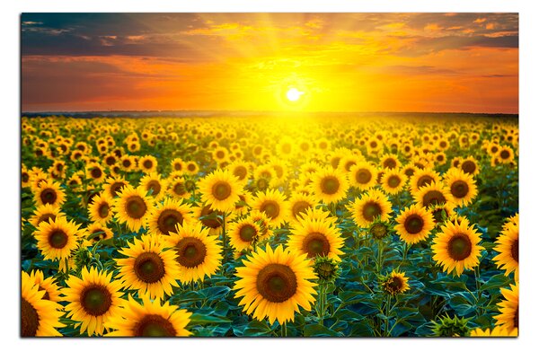 Slika na platnu - Polje suncokreta u zalasku sunca 5199A (60x40 cm)