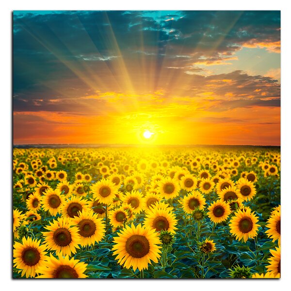 Slika na platnu - Polje suncokreta u zalasku sunca - kvadrat 3199A (50x50 cm)