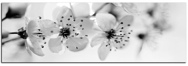 Slika na platnu - Mali cvjetovi na grani - panorama 5173QA (105x35 cm)