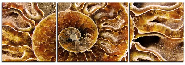 Slika na platnu - Tekstura fosila - panorama 5174C (90x30 cm)