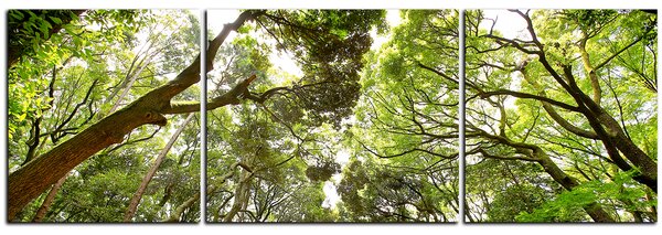 Slika na platnu - Zeleno drveće u šumi - panorama 5194C (90x30 cm)