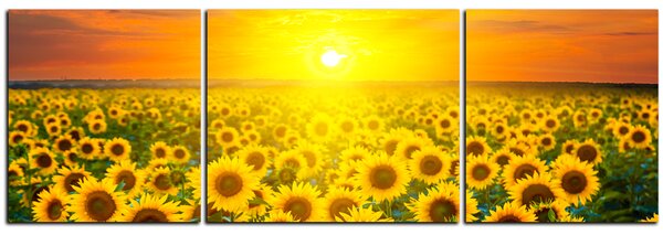 Slika na platnu - Polje suncokreta u zalasku sunca - panorama 5199C (150x50 cm)