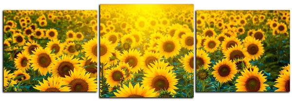 Slika na platnu - Polje suncokreta u zalasku sunca - panorama 5199ND (90x30 cm)