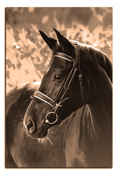 Slika na platnu - Crni konj - pravokutnik 7220FA (60x40 cm)