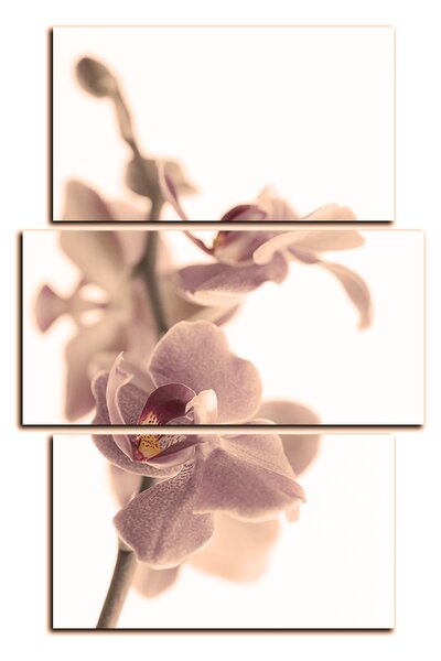 Slika na platnu - Cvijet orhideje izoliran na bijeloj pozadini - pravokutnik 7222FC (90x60 cm)
