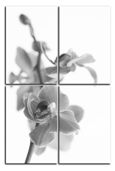 Slika na platnu - Cvijet orhideje izoliran na bijeloj pozadini - pravokutnik 7222QE (90x60 cm)