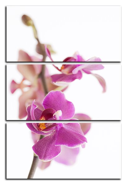 Slika na platnu - Cvijet orhideje izoliran na bijeloj pozadini - pravokutnik 7222B (90x60 cm )