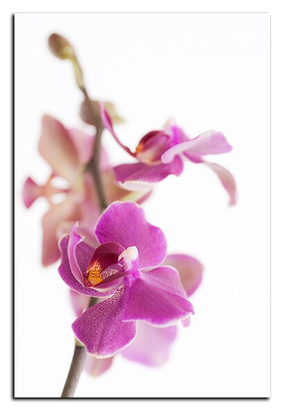 Slika na platnu - Cvijet orhideje izoliran na bijeloj pozadini - pravokutnik 7222A (120x80 cm)