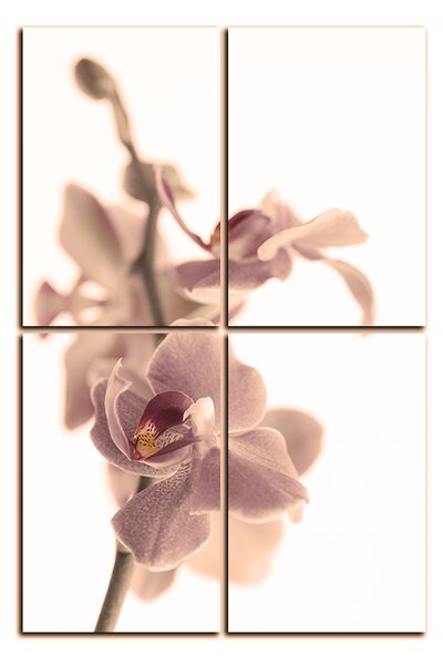 Slika na platnu - Cvijet orhideje izoliran na bijeloj pozadini - pravokutnik 7222FE (90x60 cm)