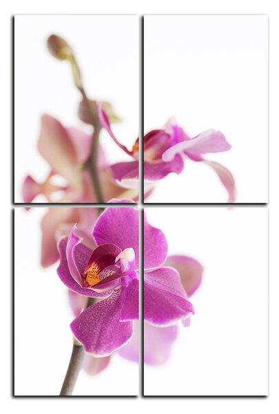 Slika na platnu - Cvijet orhideje izoliran na bijeloj pozadini - pravokutnik 7222E (90x60 cm)