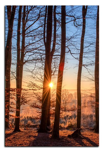 Slika na platnu - Jesenje jutro u šumi - pravokutnik 7251A (60x40 cm)
