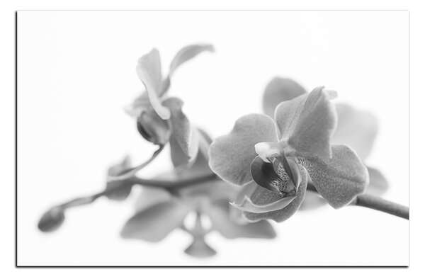 Slika na platnu - Cvijet orhideje izoliran na bijeloj pozadini 1222QA (60x40 cm)