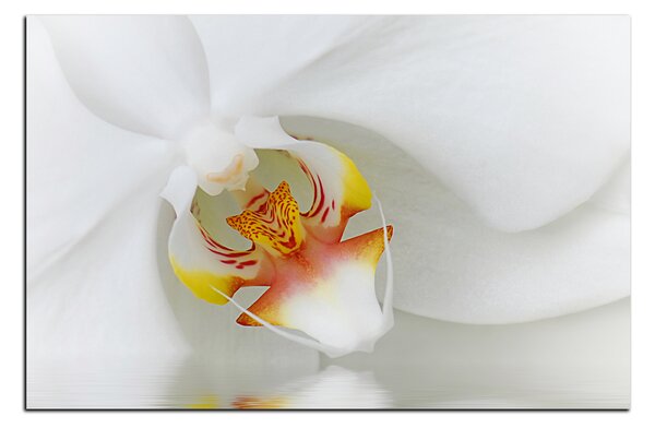 Slika na platnu - Krupni plan bijele orhideje 1223A (60x40 cm)