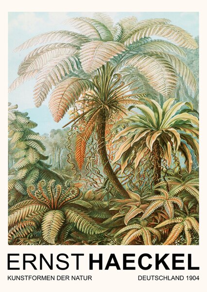 Reprodukcija umjetnosti Filicinae–Laubfarne / Rainforest Trees (Vintage Academia) - Ernst Haeckel, (30 x 40 cm)