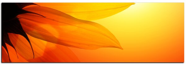 Slika na platnu - Cvijet suncokreta - panorama 5201A (105x35 cm)