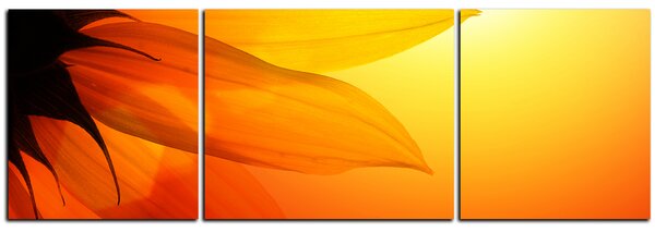 Slika na platnu - Cvijet suncokreta - panorama 5201C (90x30 cm)
