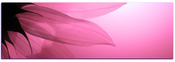 Slika na platnu - Cvijet suncokreta - panorama 5201VA (105x35 cm)