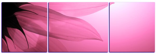 Slika na platnu - Cvijet suncokreta - panorama 5201VC (90x30 cm)