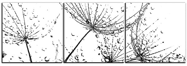 Slika na platnu - Sjemenke maslačka s kapljicama vode - panorama 5202QB (90x30 cm)