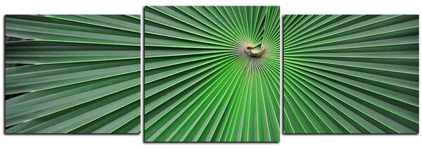 Slika na platnu - Tropsko lišće - panorama 5205D (120x40 cm)