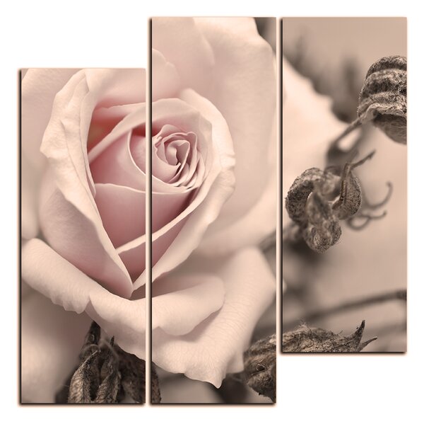 Slika na platnu - Ruža i suhe biljke - kvadrat 3225FC (75x75 cm)