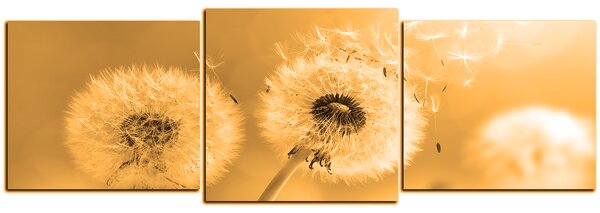 Slika na platnu - Maslačak na jutarnjem suncu - panorama 5214FD (120x40 cm)