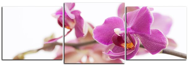 Slika na platnu - Cvijet orhideje izoliran na bijeloj pozadini - panorama 5222D (90x30 cm)
