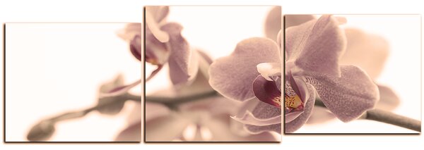 Slika na platnu - Cvijet orhideje izoliran na bijeloj pozadini - panorama 5222FE (90x30 cm)