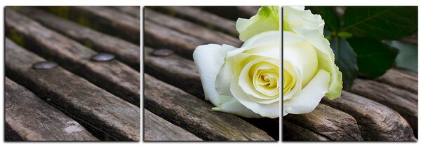 Slika na platnu - Bijela ruža na klupi - panorama 5224B (90x30 cm)