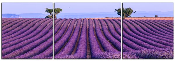 Slika na platnu - Polje lavande ljeti - panorama 5234C (90x30 cm)
