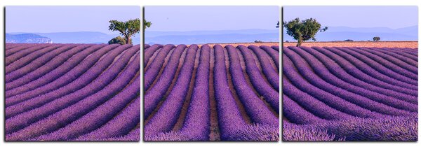 Slika na platnu - Polje lavande ljeti - panorama 5234B (90x30 cm)