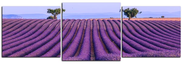 Slika na platnu - Polje lavande ljeti - panorama 5234D (150x50 cm)