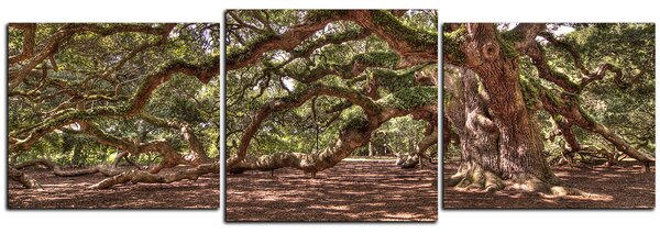 Slika na platnu - Prastari živi hrast - panorama 5238D (120x40 cm)