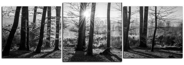 Slika na platnu - Jesenje jutro u šumi - panorama 5251QD (90x30 cm)