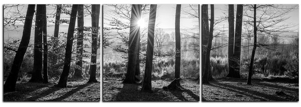 Slika na platnu - Jesenje jutro u šumi - panorama 5251QB (90x30 cm)