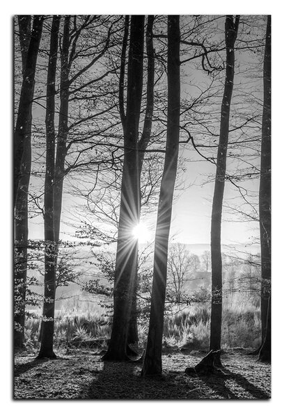 Slika na platnu - Jesenje jutro u šumi - pravokutnik 7251QA (60x40 cm)