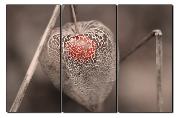 Slika na platnu - Physalis lampion 1261B (90x60 cm )