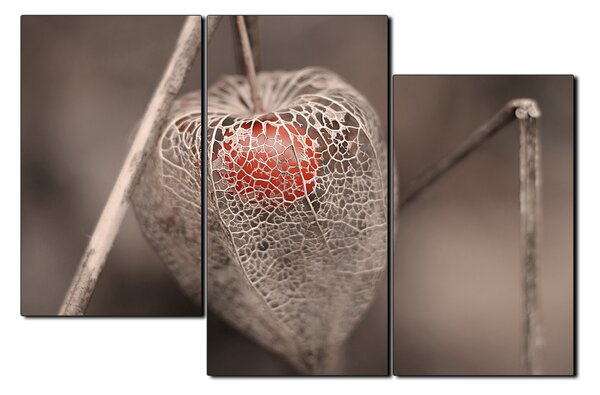Slika na platnu - Physalis lampion 1261D (90x60 cm)