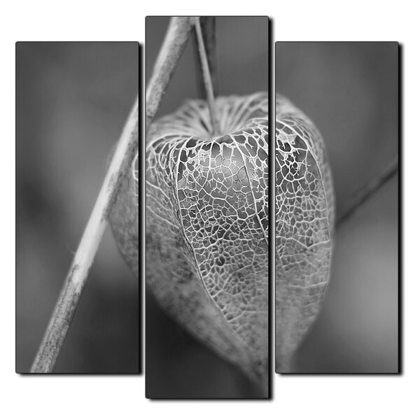 Slika na platnu - Physalis lampion - kvadrat 3261QC (75x75 cm)
